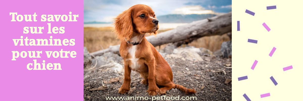 Zoom sur les vitamines dans un aliment pour chiens -vitamines chien-vitamines chiots-Vitamines pour chien quels besoins 